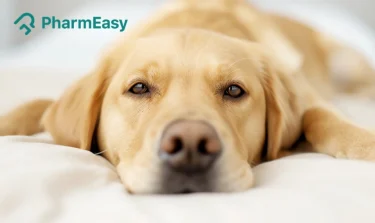 Dog Deworming