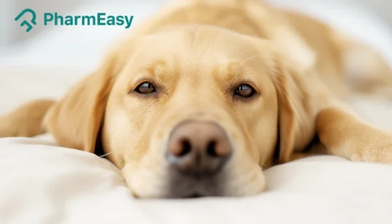 Dog Deworming