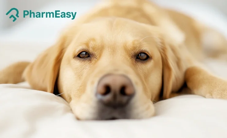 Dog Deworming
