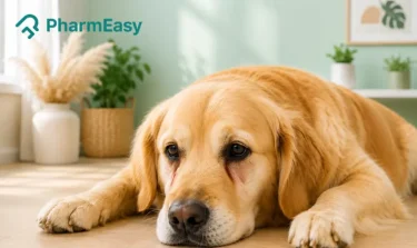 dog tear strains