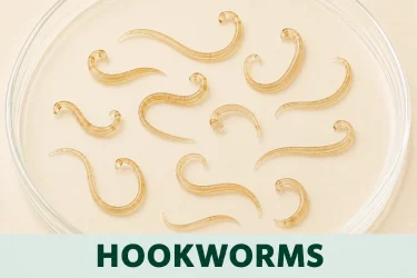 hookworms