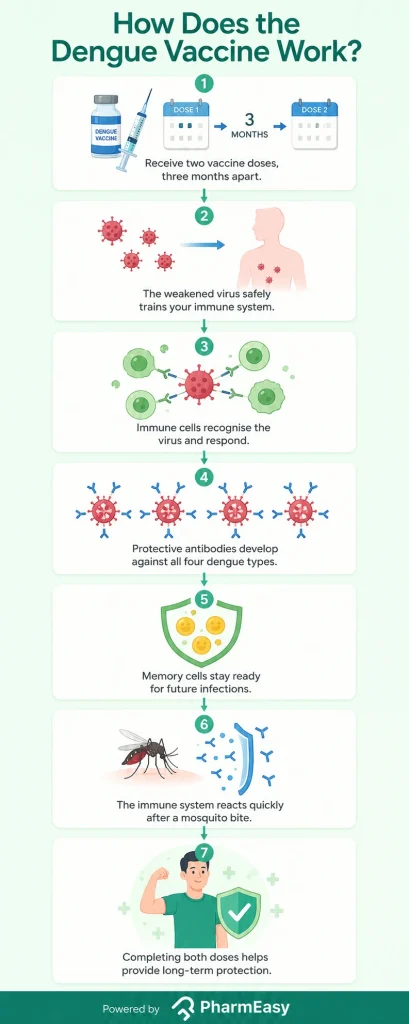 how does the dengue vaccine work