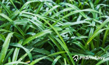 pandan leaves