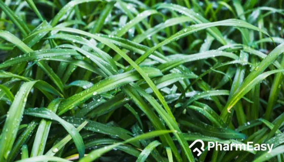 pandan leaves