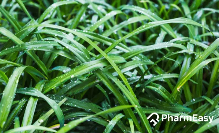 pandan leaves
