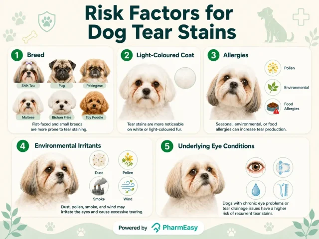 risk factor for dog tear stains