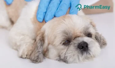 tick fever in dog