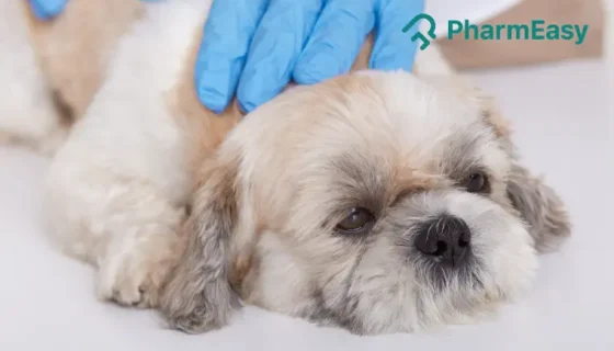 tick fever in dog