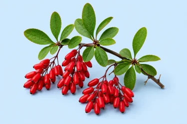 Berberine