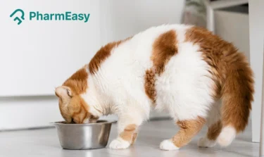 What Can Cats Eat? Safe Foods, Human Foods & Foods to Avoid 
