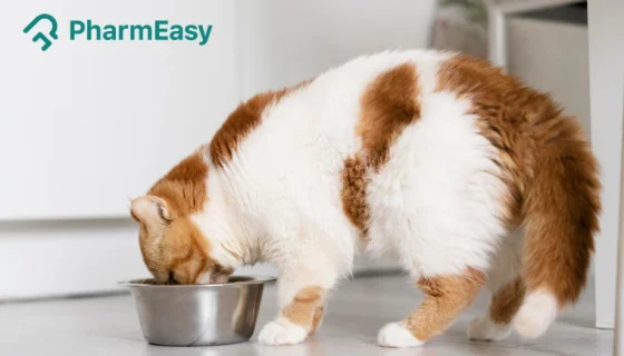 What Can Cats Eat? Safe Foods, Human Foods & Foods to Avoid 
