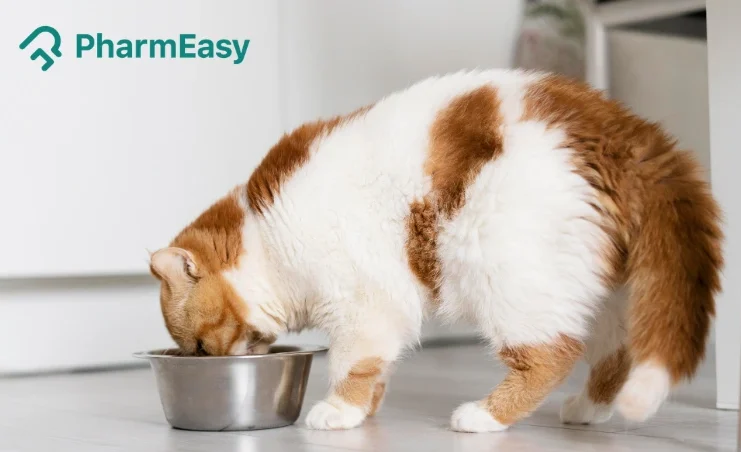 What Can Cats Eat? Safe Foods, Human Foods & Foods to Avoid 