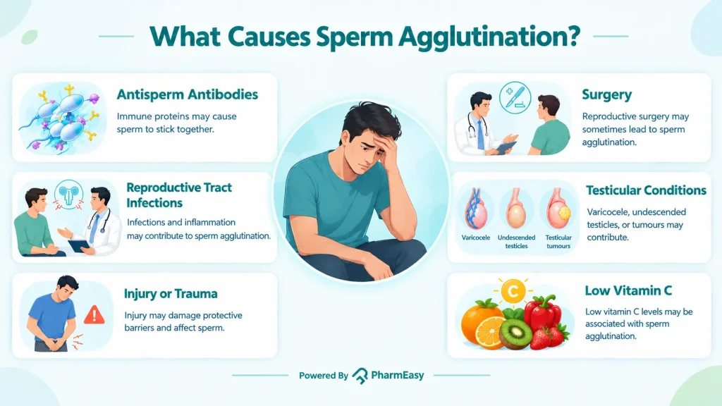 What Causes Sperm Agglutination