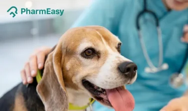 parvovirus in dogs