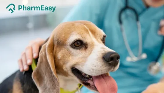 parvovirus in dogs