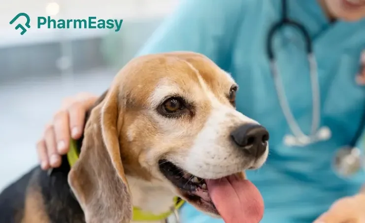 parvovirus in dogs
