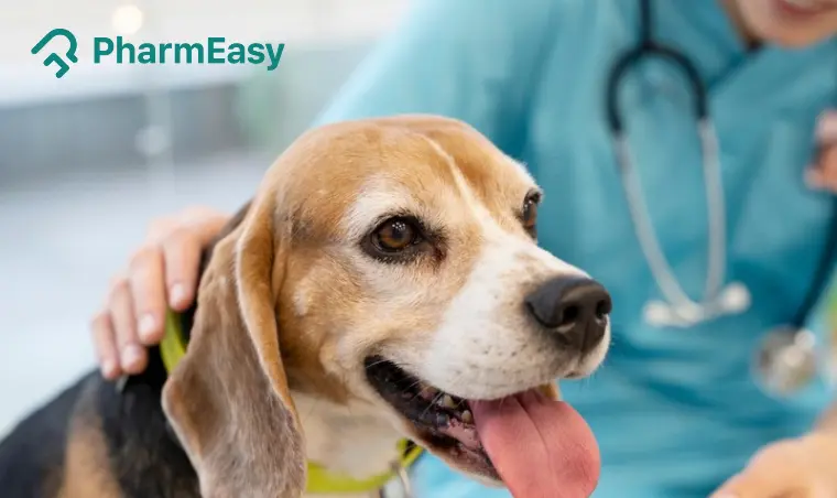 Parvovirus in Dogs: Symptoms, Causes, Treatment & Prevention