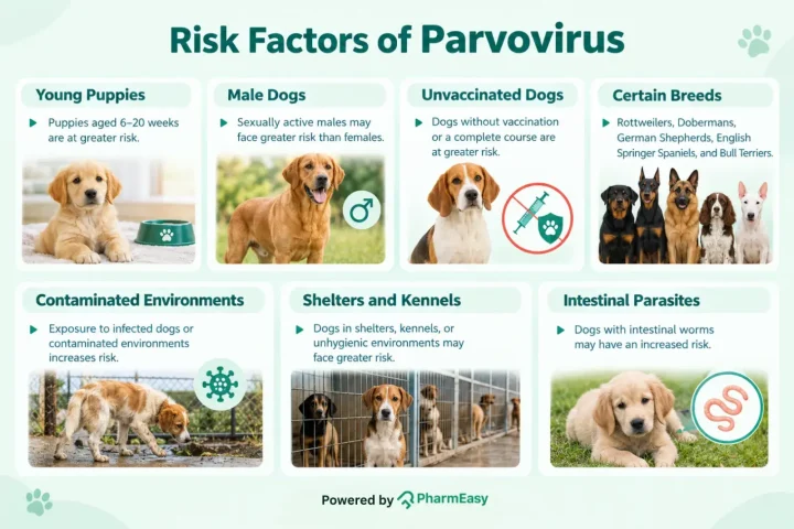 risk factor of parvovirus dogs