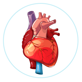 Structure and function of heart | Pharmeasy