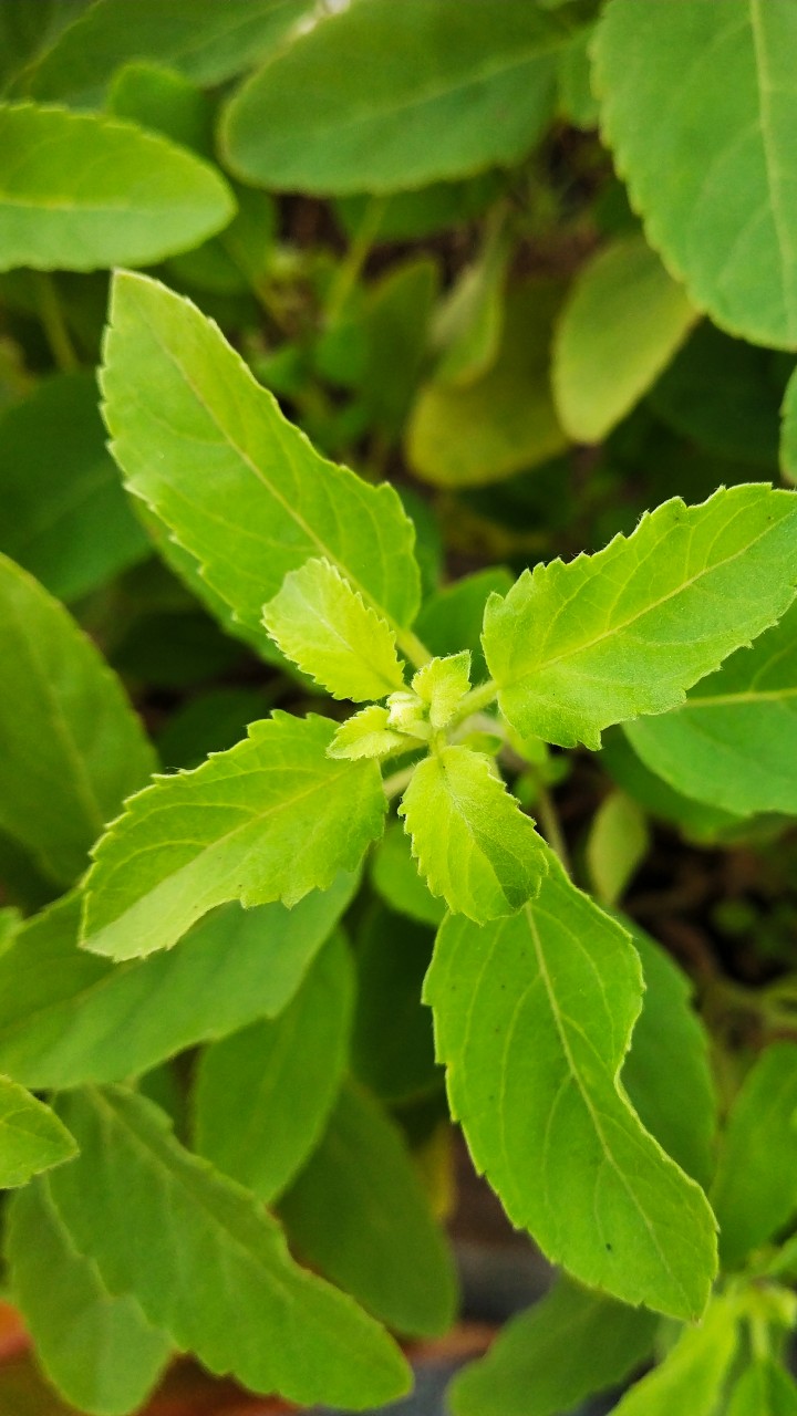 Amazing Health Benefits of Tulsi Holy Basil